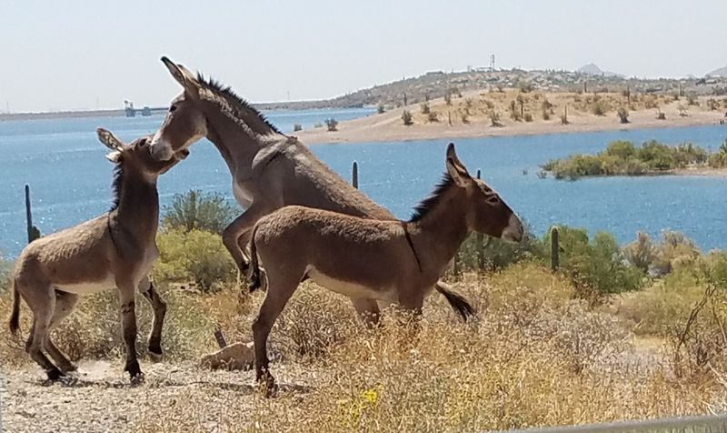 Wildlife Beyond the Donkeys Wildlife Beyond the Donkeys