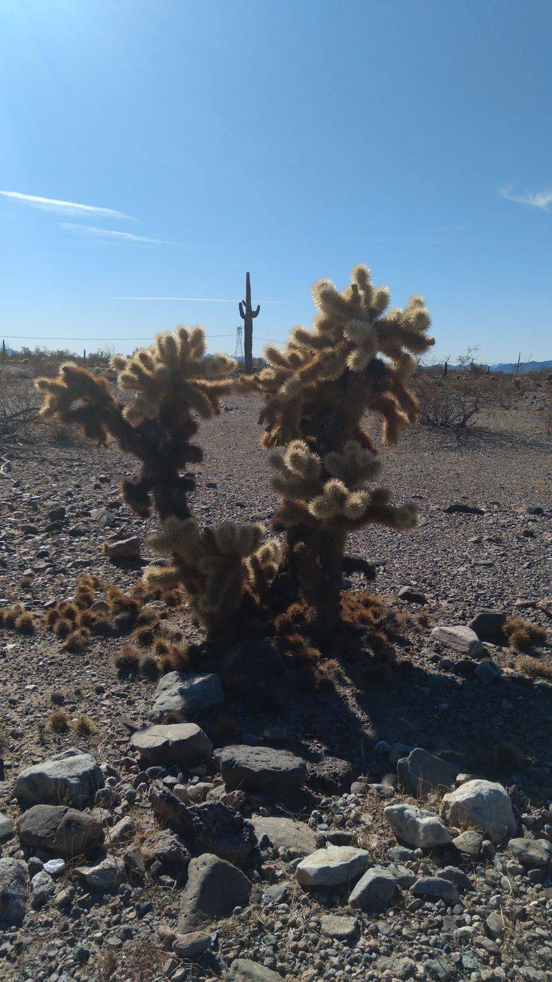 Wildlife, Cacti, And A Few Sharp Surprises Wildlife, Cacti, And A Few Sharp Surprises