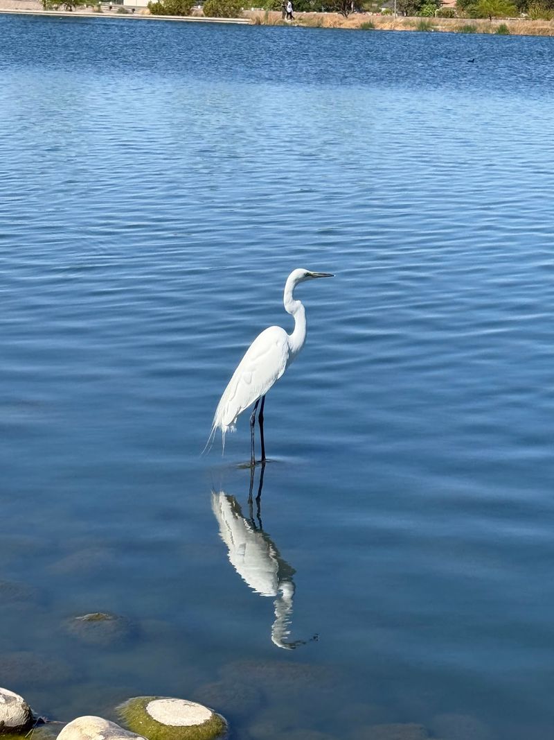 Wildlife, Gardens, And Desert Greenery