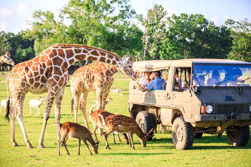 Wildlife Safari Draws Visitors From All Over