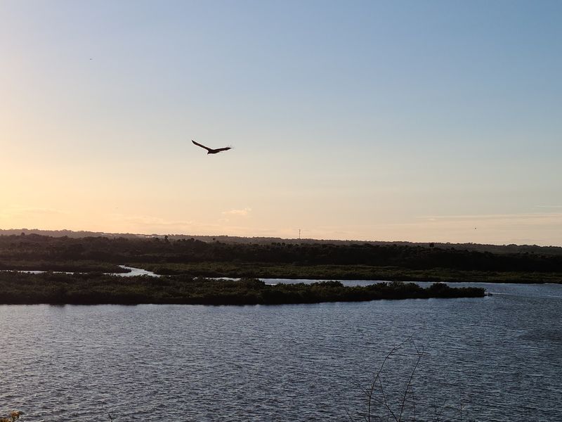 Wildlife Sightings on Land, Air, and Water