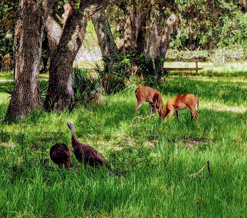 Wildlife That Owns the Property