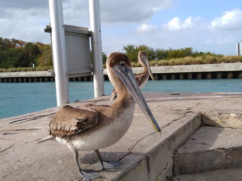 Wildlife and Local Color