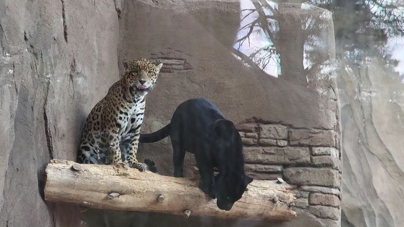 Wolves, Bison, Jaguars And The Cast Of Native Stars Wolves, Bison, Jaguars And The Cast Of Native Stars
