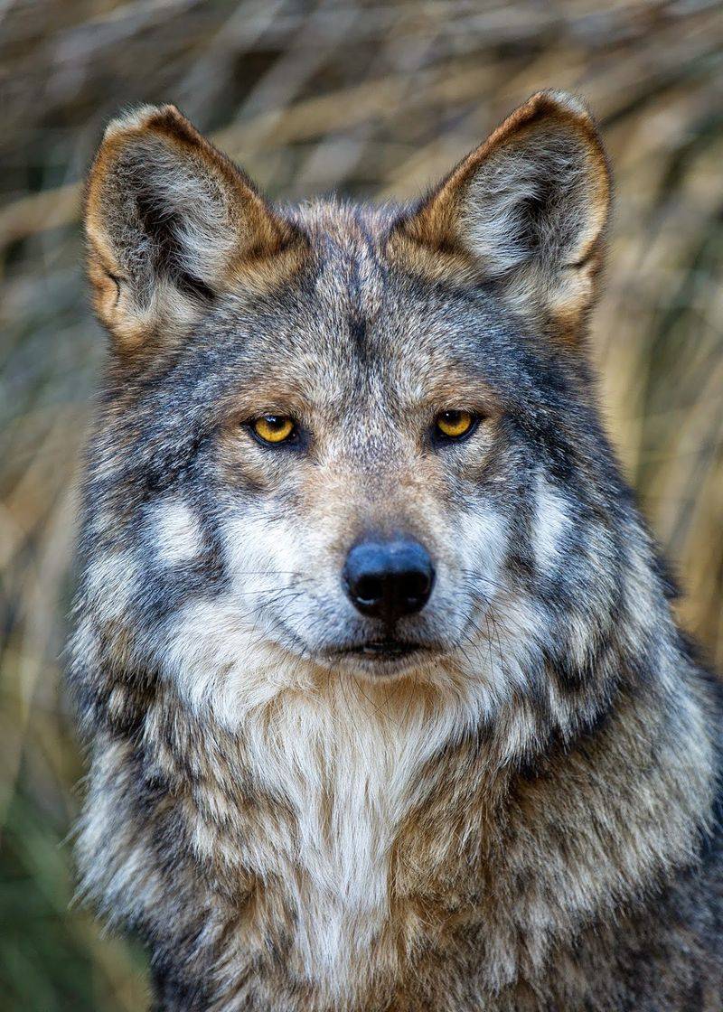 Wolves, Coyotes, And The Sound Of The Song Wolves, Coyotes, And The Sound Of The Song