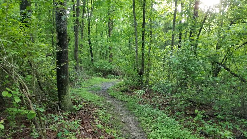 Wooded stretches give the park a tucked-away feel Wooded stretches give the park a tucked-away feel