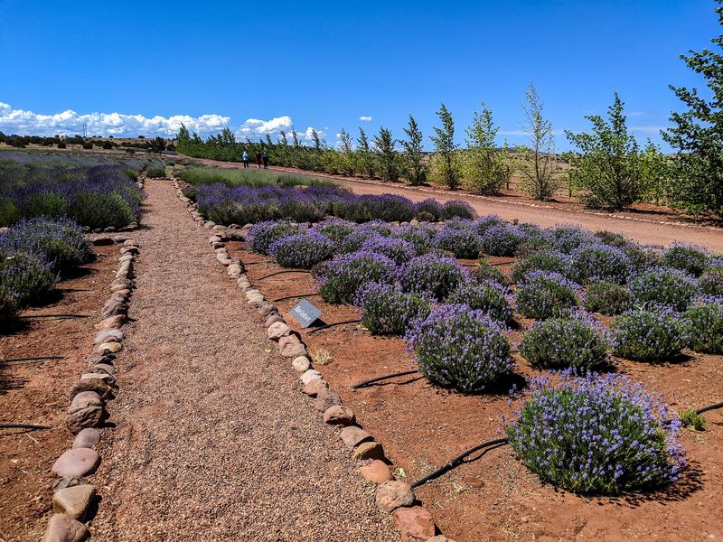 Worth The Drive For A Purple Arizona Secret Worth The Drive For A Purple Arizona Secret