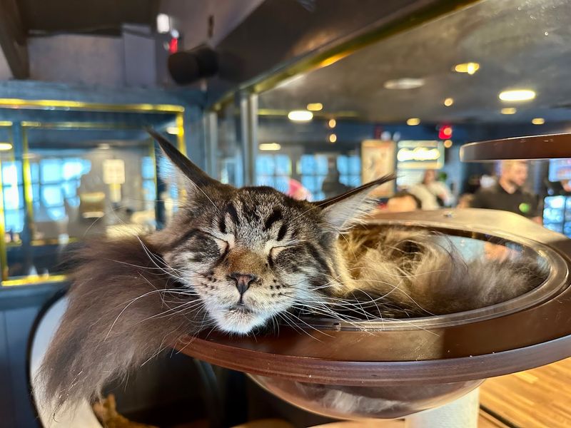 Worth the Trip for Cat Lovers