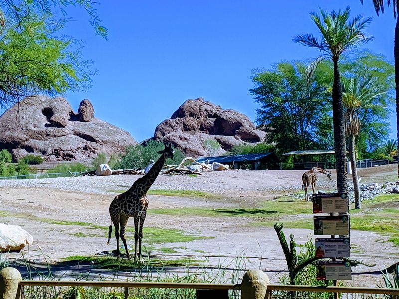 Yes, There Really Are Giraffes Yes, There Really Are Giraffes