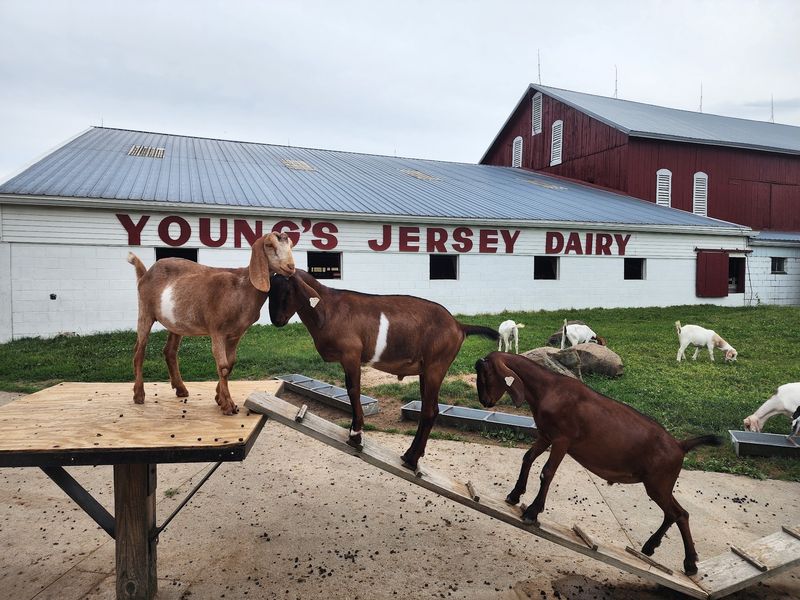 Young's Jersey Dairy, Yellow Springs, Ohio