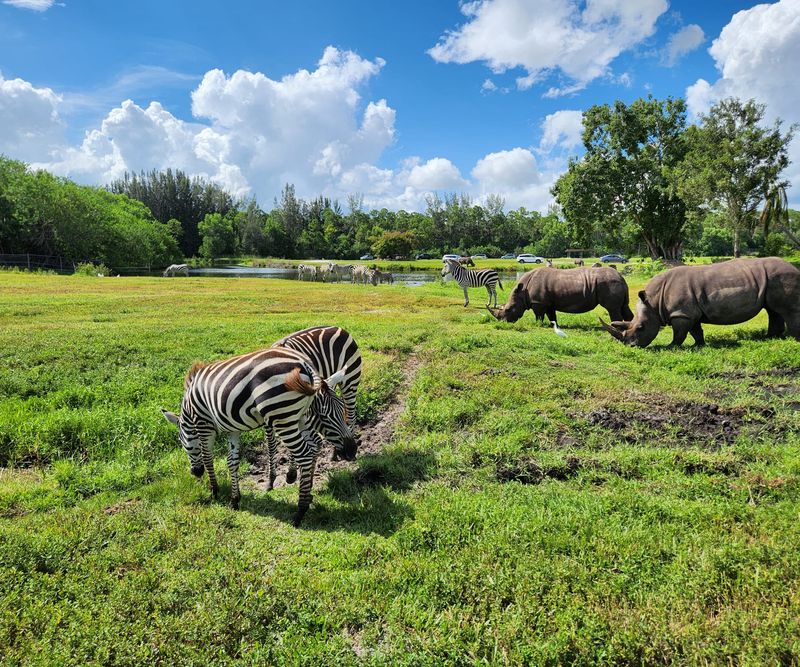 Zebras, Rhinos, and the Free Roamers