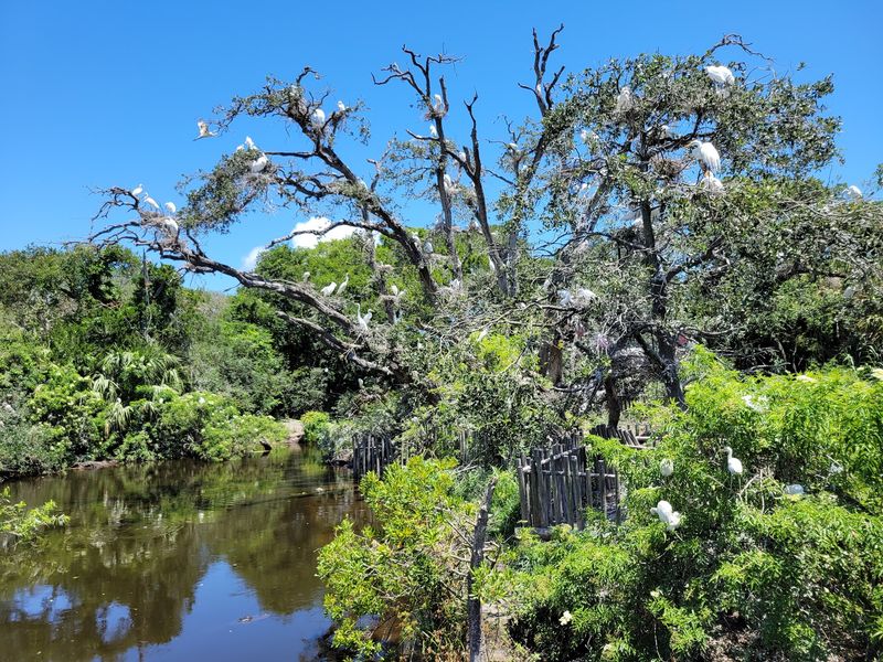 A Bird Rookery Buzzing With Nesting Season A Bird Rookery Buzzing With Nesting Season
