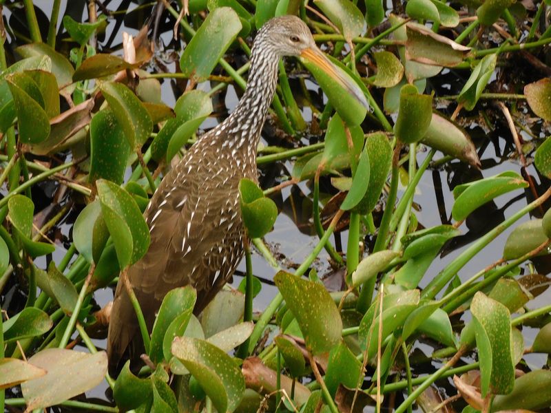 A Birder's Hidden Paradise A Birder's Hidden Paradise