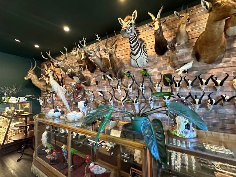 A Cabinet of Curiosities Reborn A Cabinet of Curiosities Reborn