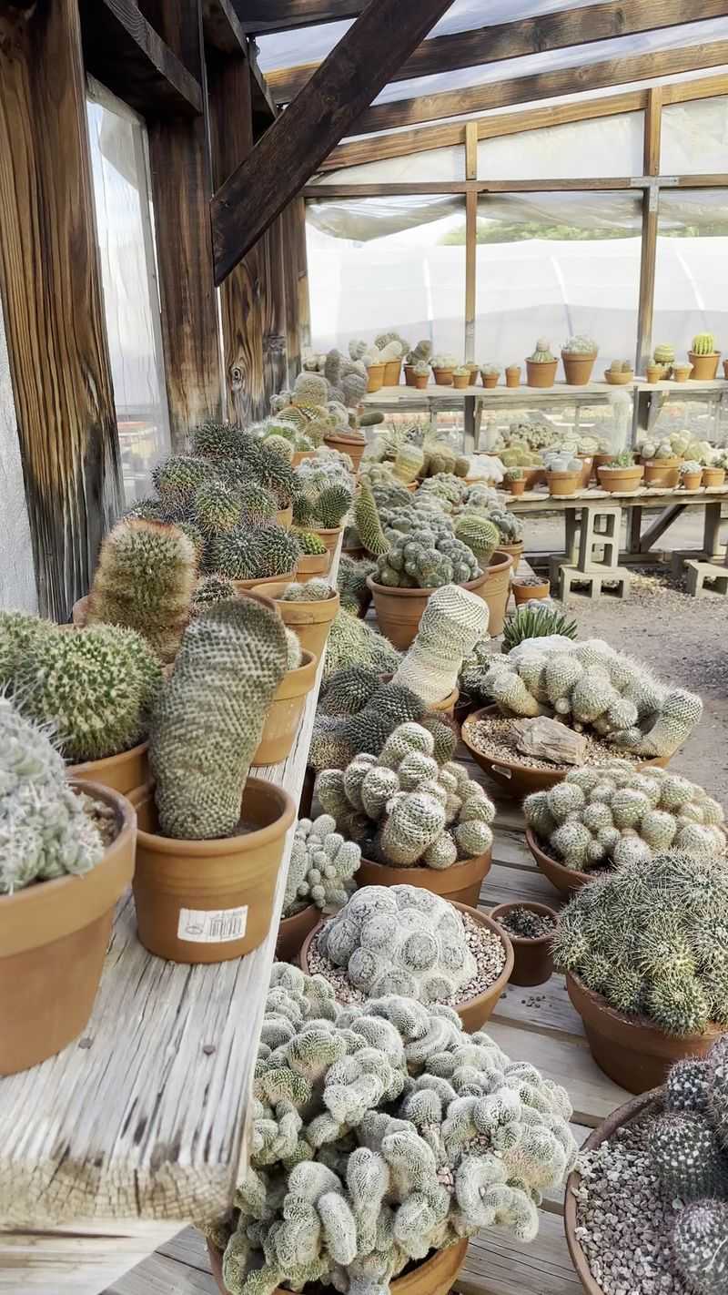 A Cactus Selection That Runs Deep A Cactus Selection That Runs Deep