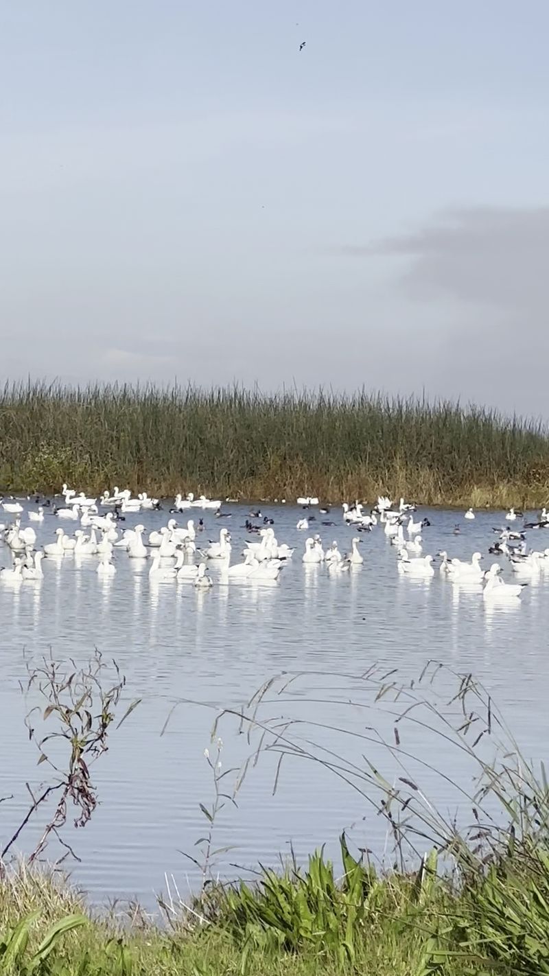 A Calm Day Out for Every Kind of Birder