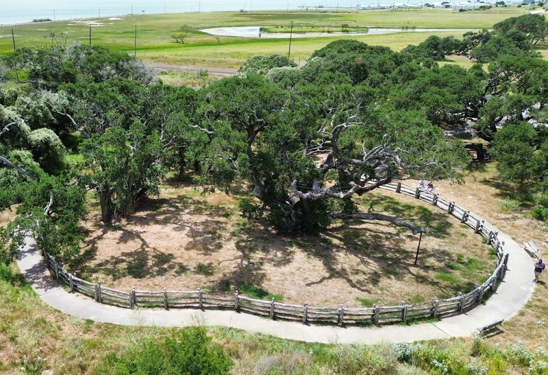 A Coastal Address for an Ancient Oak A Coastal Address for an Ancient Oak