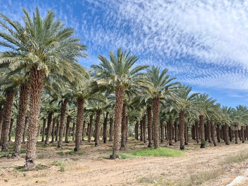 A Date Farm Hiding in Plain Sight A Date Farm Hiding in Plain Sight