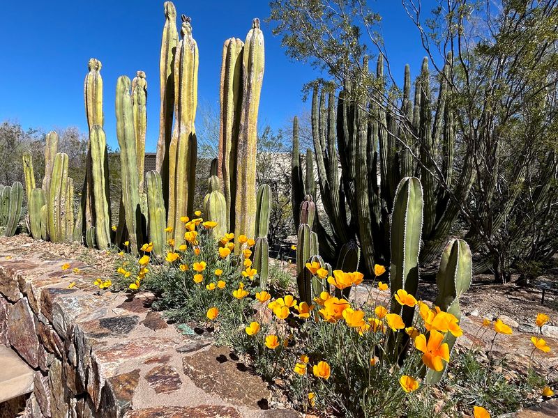 A Desert Oasis Hiding on Paseo Del Norte A Desert Oasis Hiding on Paseo Del Norte