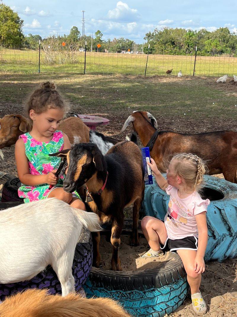 A Family Owned Spot With Cozy Petting Areas A Family Owned Spot With Cozy Petting Areas