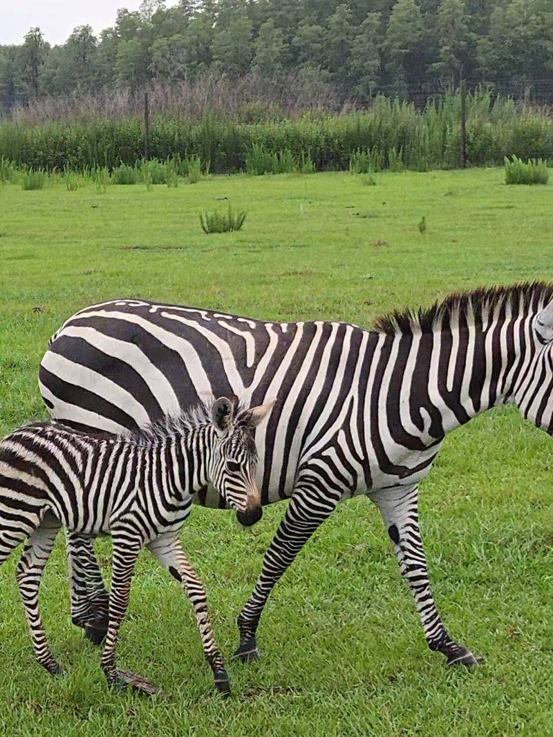 A Fenceless World Built for Roaming Herds A Fenceless World Built for Roaming Herds