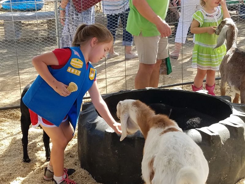 A Free Petting Zoo For The Little Ones A Free Petting Zoo For The Little Ones