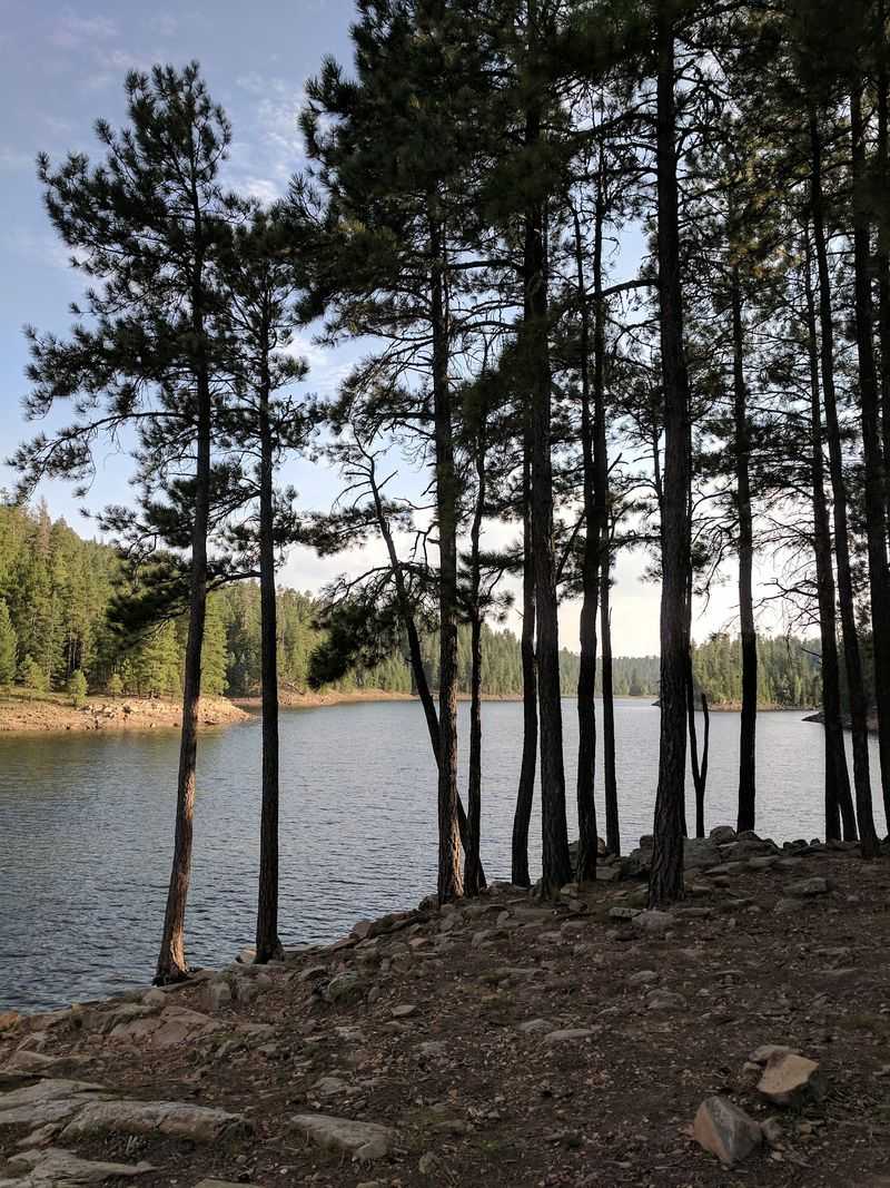 A Lake Framed By Ponderosa Pines A Lake Framed By Ponderosa Pines