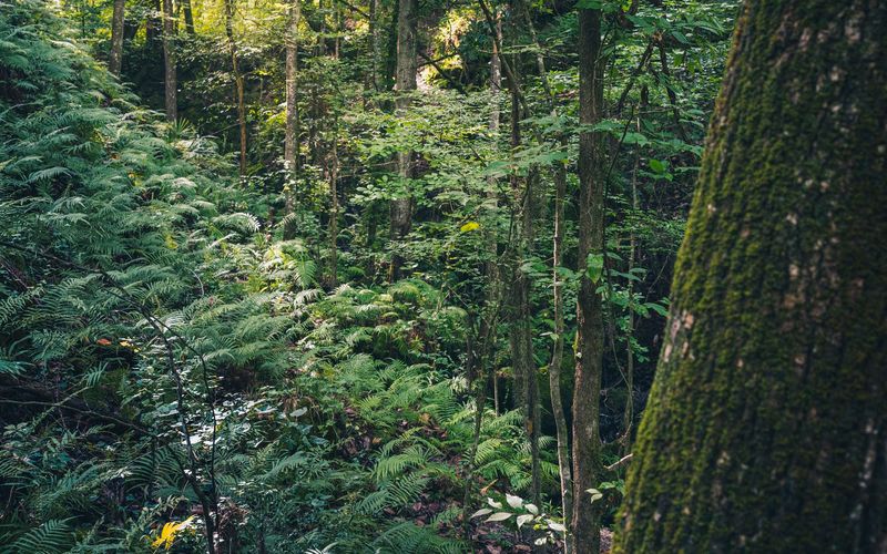 A Miniature Rainforest at the Bottom