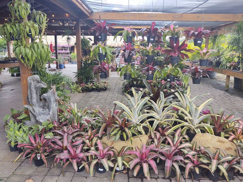 A Plant Selection That Refuses To Quit