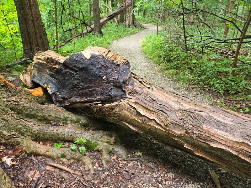 A Playground for Mountain Bikers