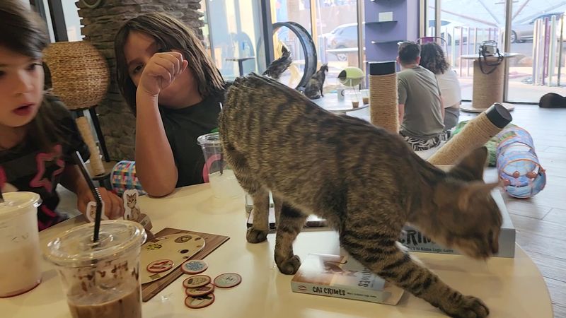 A Real Coffee Bar You Can Sip With Cats A Real Coffee Bar You Can Sip With Cats