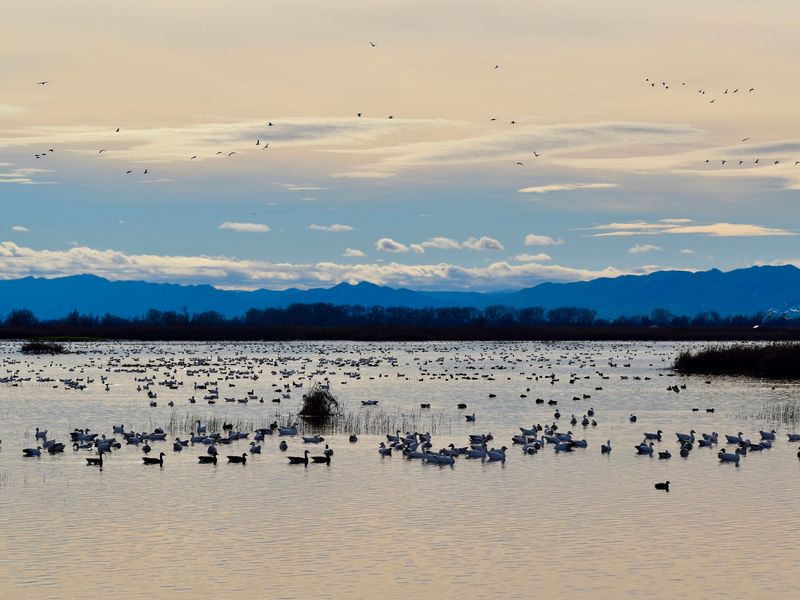 A Refuge Hiding Near Willows