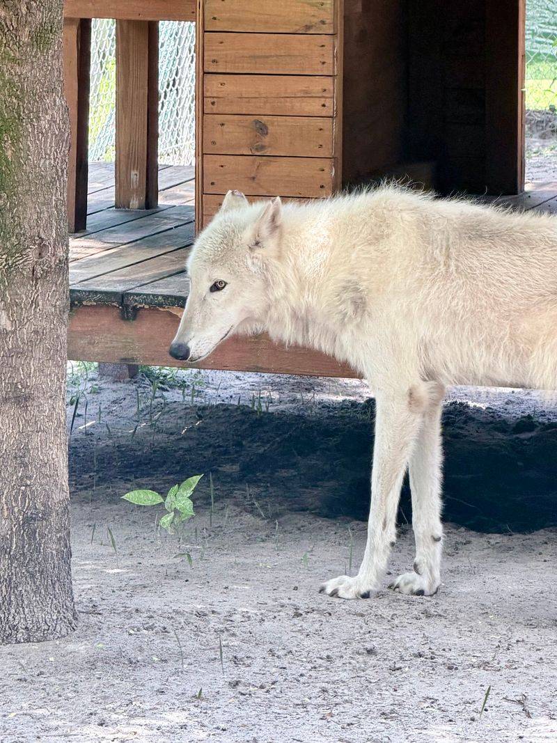 A Rescue Haven Hidden Off a Naples Back Road