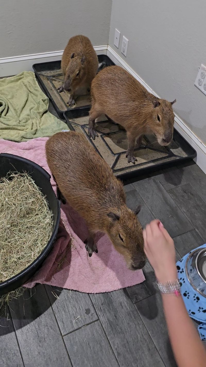 A Rescue Mission Behind the Cuteness A Rescue Mission Behind the Cuteness