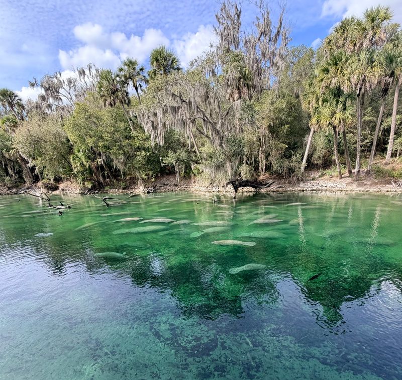 A River Full of Fish, Gators, and Birds