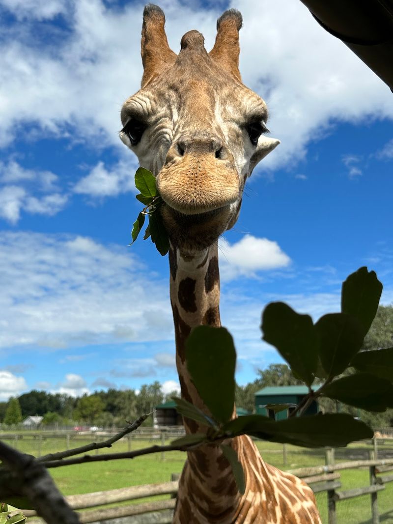 A Safari Hiding in Dade City