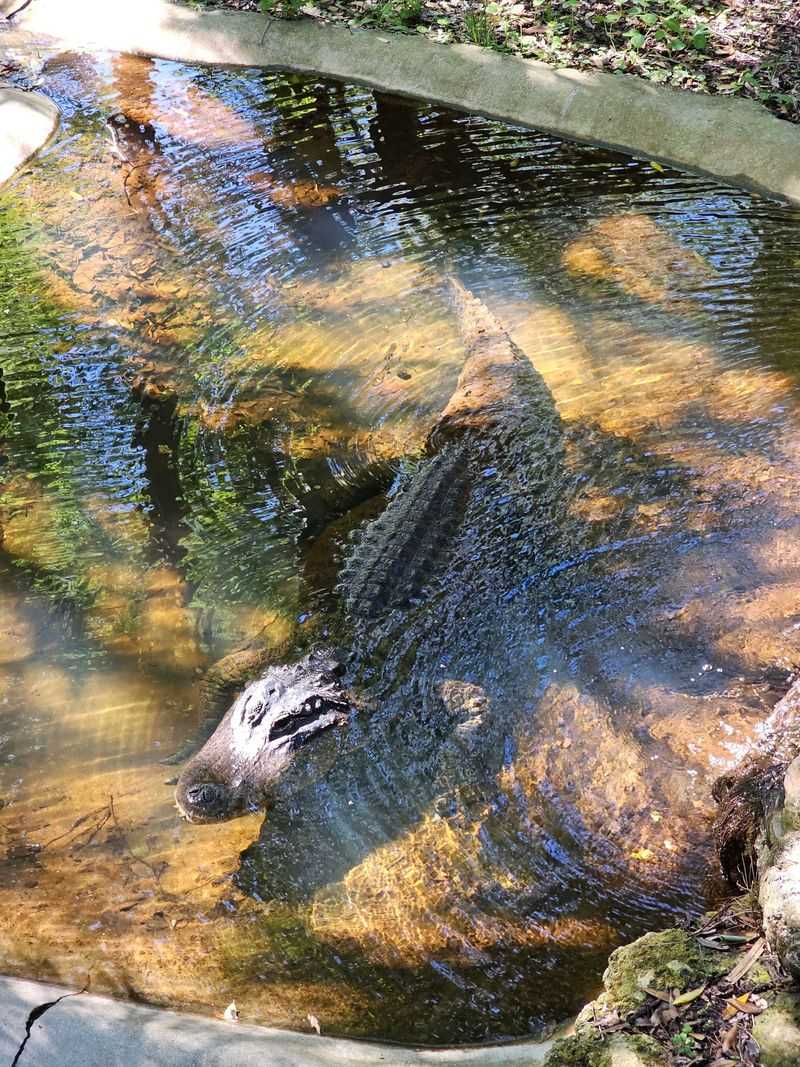 A Sanctuary That Refuses to Be a Zoo A Sanctuary That Refuses to Be a Zoo