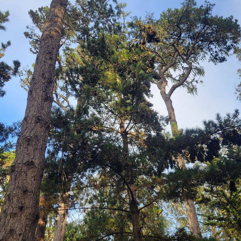 A Small Grove With a Big Purpose
