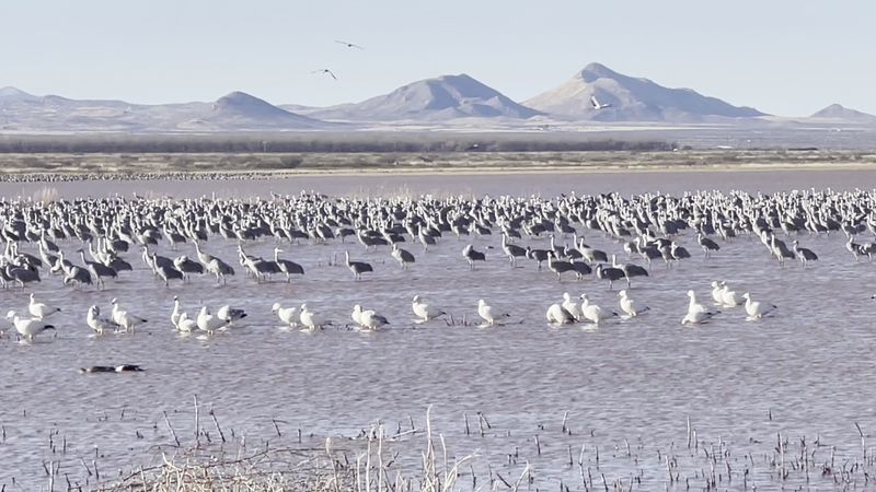A Supporting Cast With Feathers