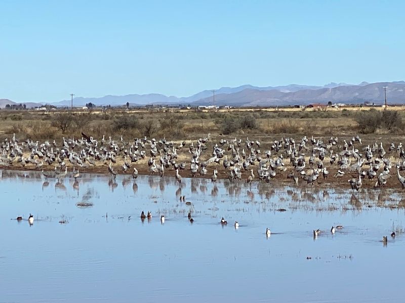 A Wetland Hiding Near McNeal