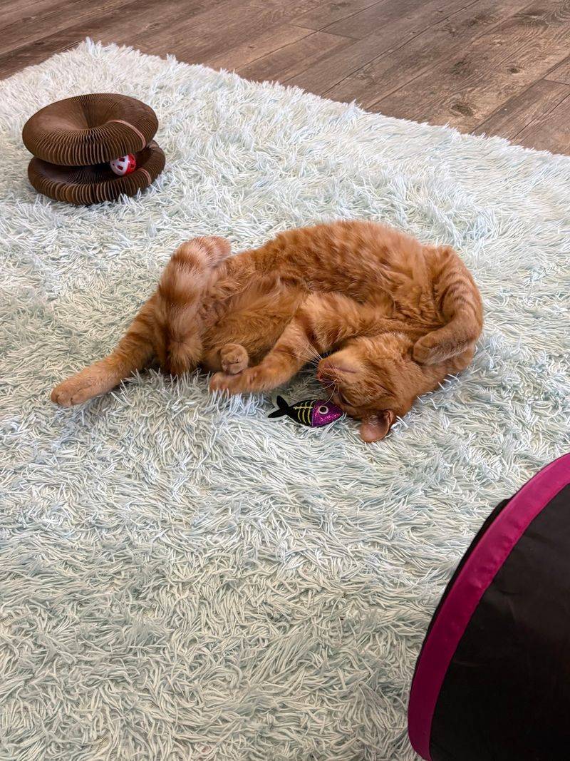 Adopt The Cat That Steals Your Heart Adopt The Cat That Steals Your Heart