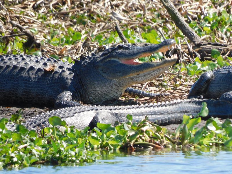Alligators by the Hundreds Alligators by the Hundreds