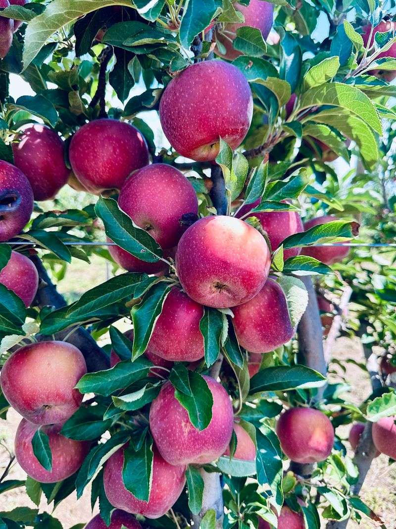 Apple Annie's You-Pick Orchard, Willcox, AZ Apple Annie's You-Pick Orchard, Willcox, AZ