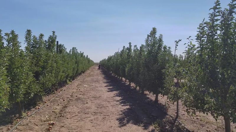 Apple Trees Worth the Walk Apple Trees Worth the Walk