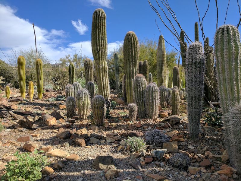 Arizona-Sonora Desert Museum, Tucson, AZ