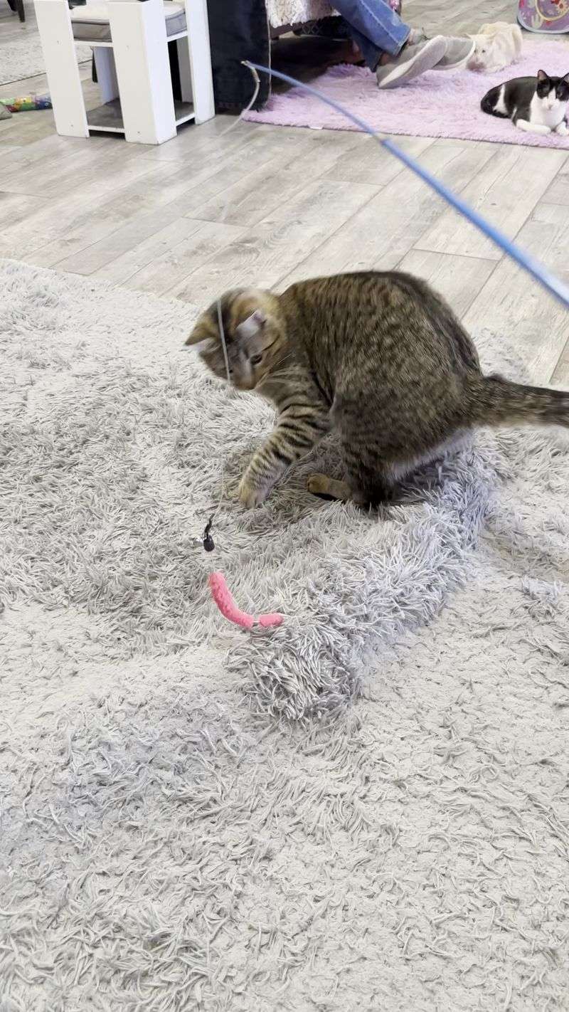 Around Two Dozen Cats With Big Personalities Around Two Dozen Cats With Big Personalities