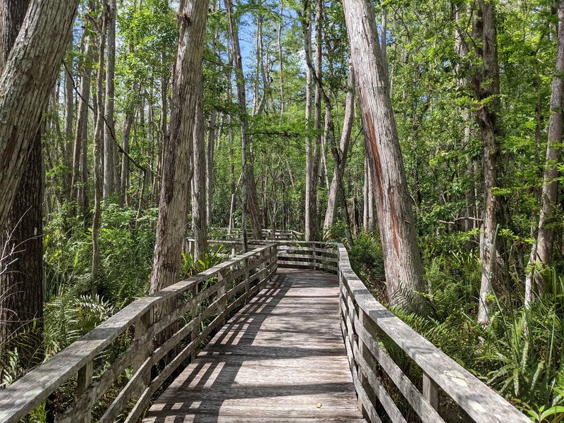 Audubon Corkscrew Swamp Sanctuary, Naples, FL