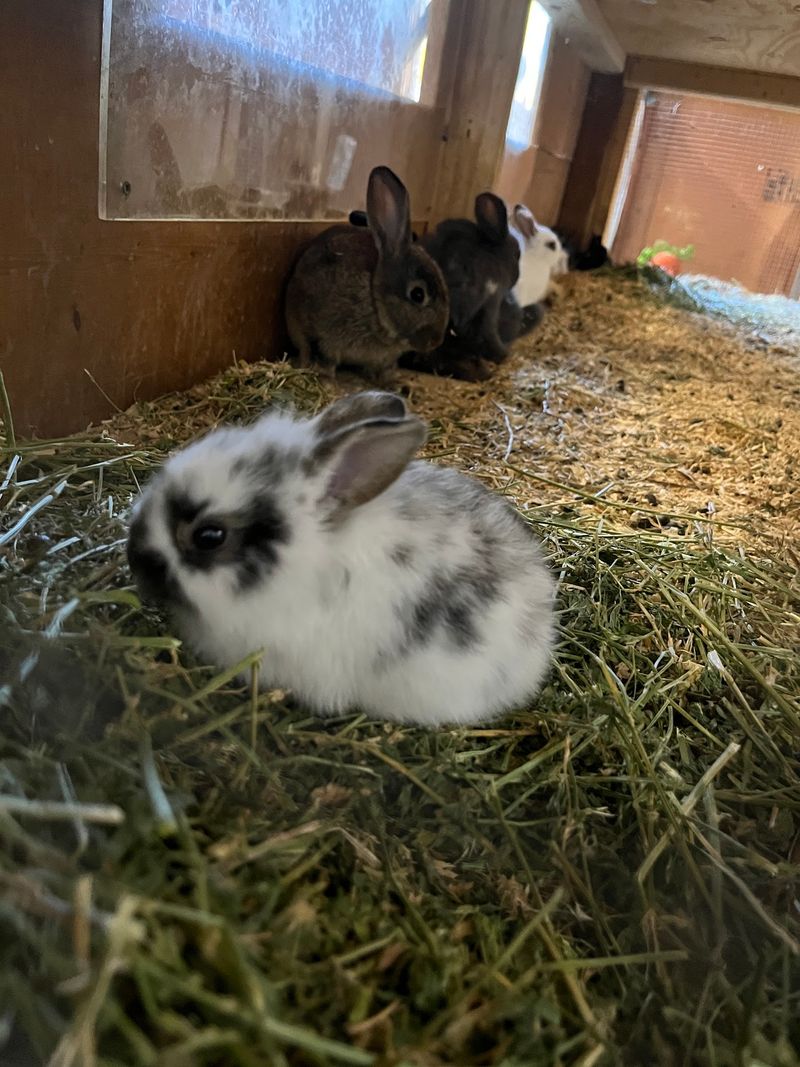 Baby Bunnies You Can Actually Cuddle Baby Bunnies You Can Actually Cuddle