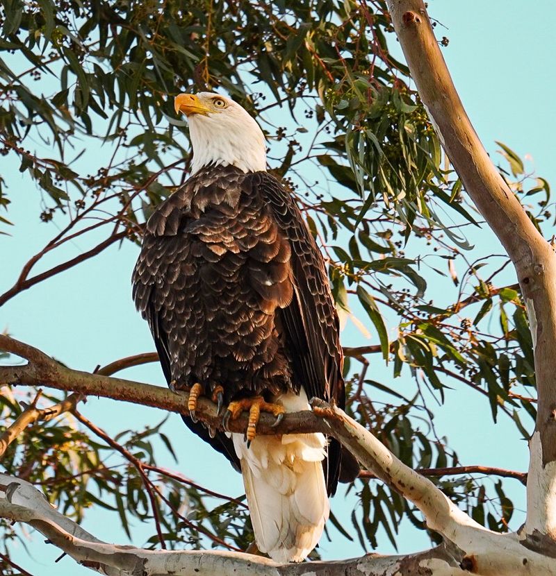 Bald Eagles on the Roadside