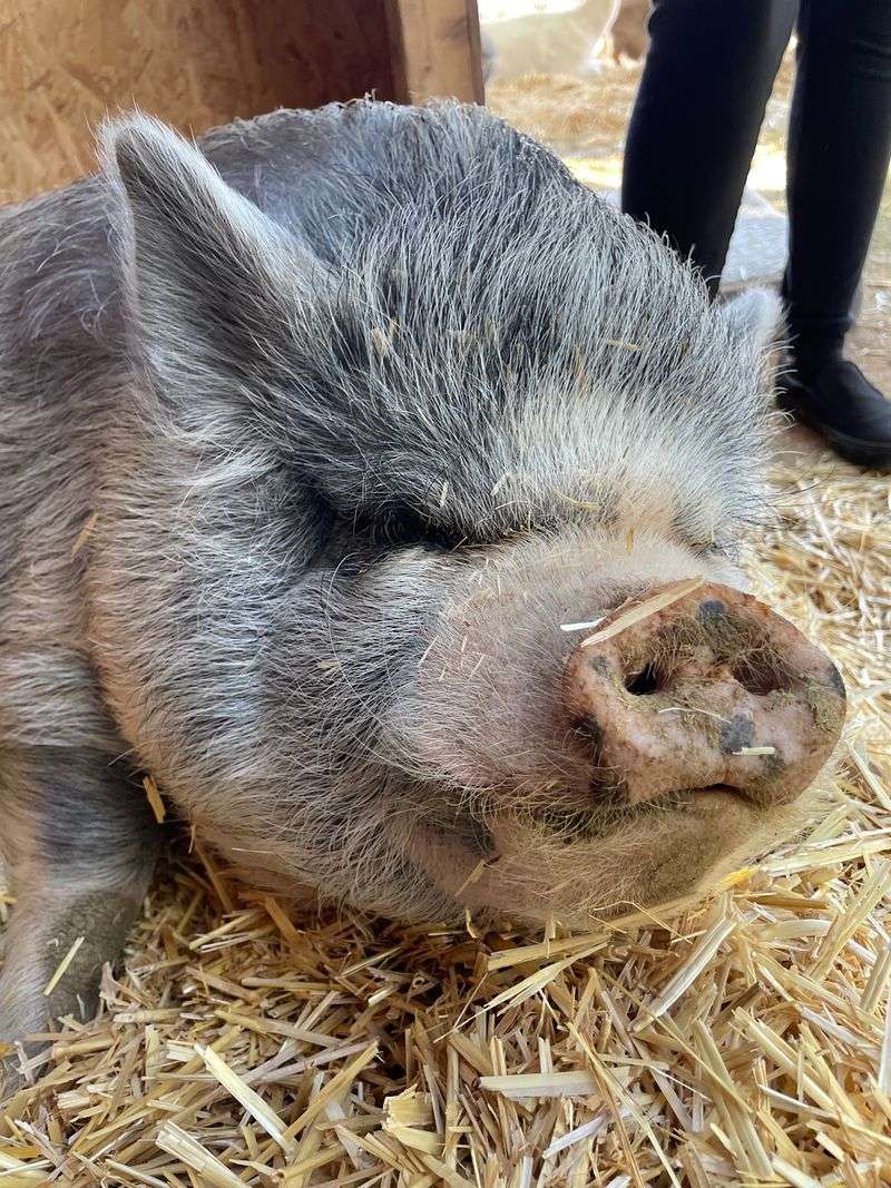 Belly Rubs for a 600-Pound Pig Belly Rubs for a 600-Pound Pig